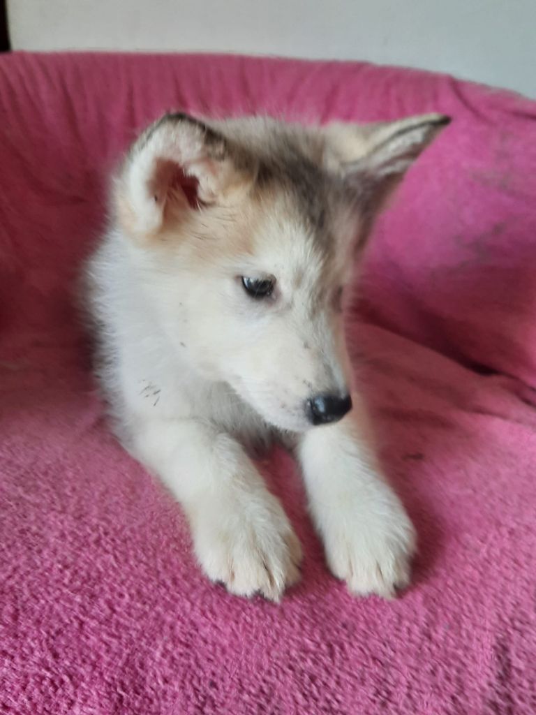 of the Nordic Dream - Chiots disponibles - Alaskan Malamute