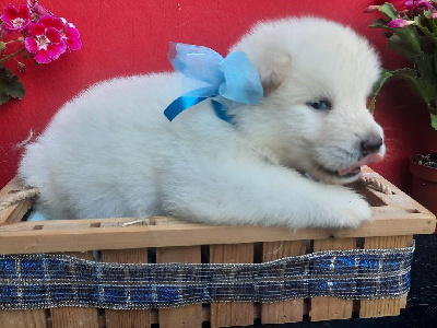 CHIOT 1