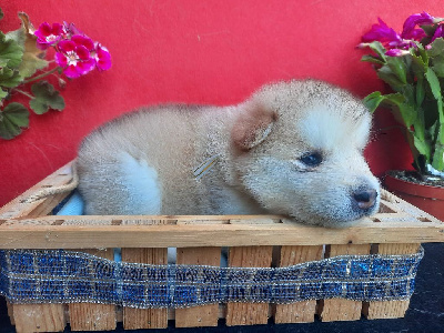 CHIOT 5