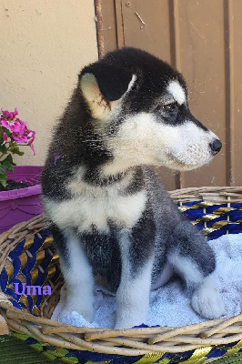Uma