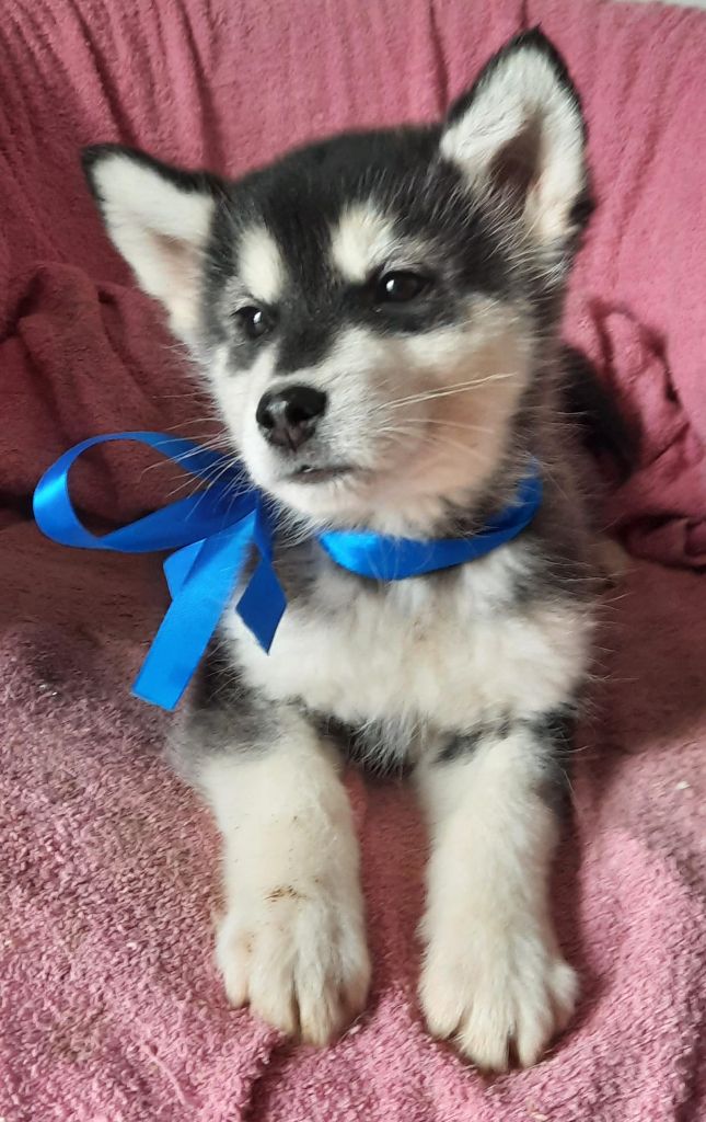 of the Nordic Dream - Chiots disponibles - Alaskan Malamute