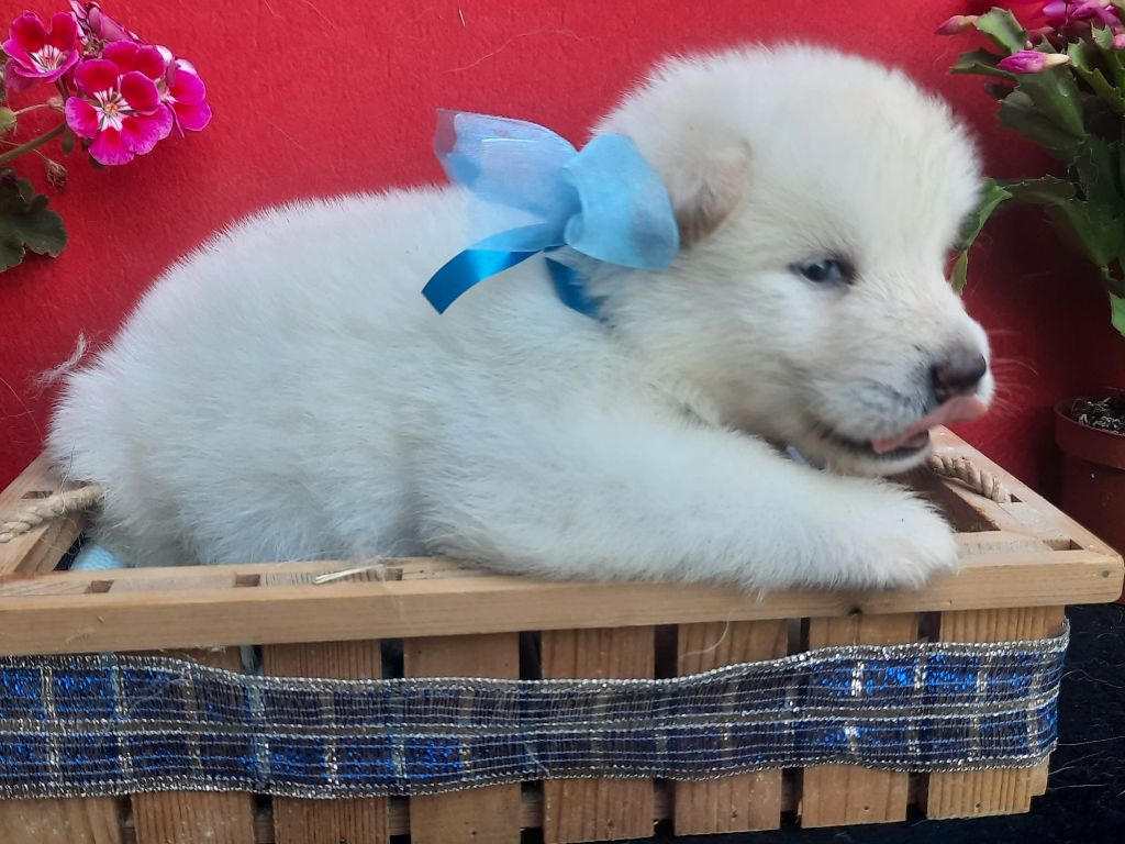 of the Nordic Dream - Chiots disponibles - Alaskan Malamute