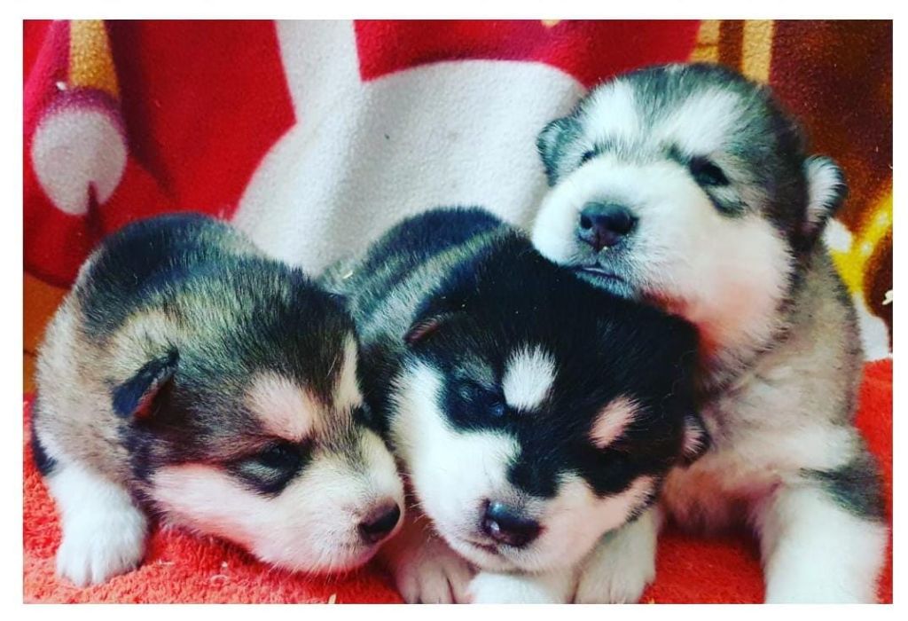 Chiot Alaskan Malamute of the Nordic Dream