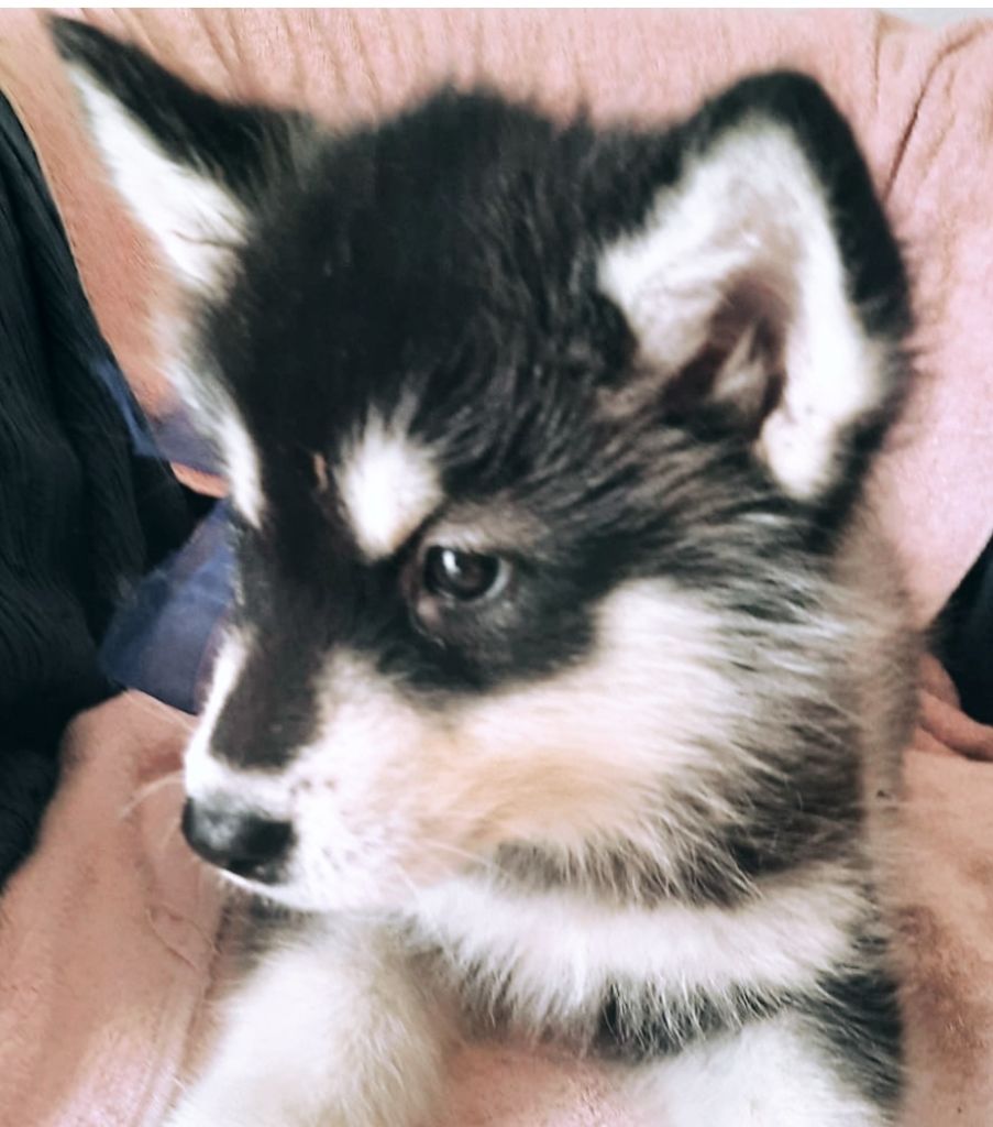 of the Nordic Dream - Chiots disponibles - Alaskan Malamute