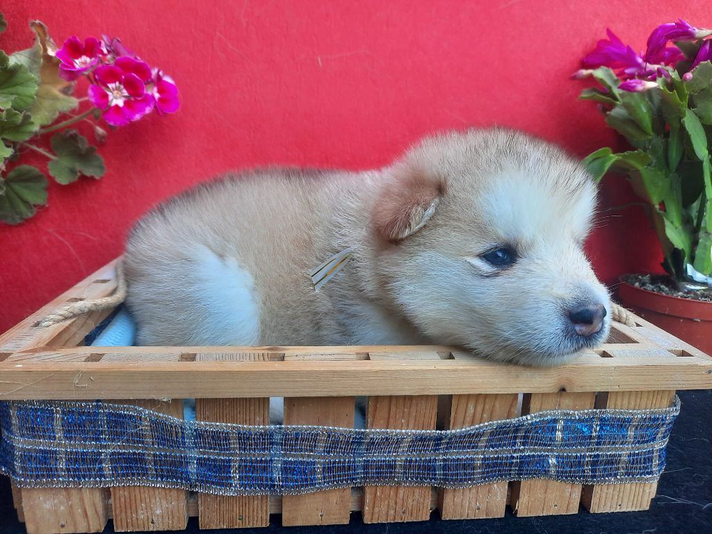 of the Nordic Dream - Chiots disponibles - Alaskan Malamute