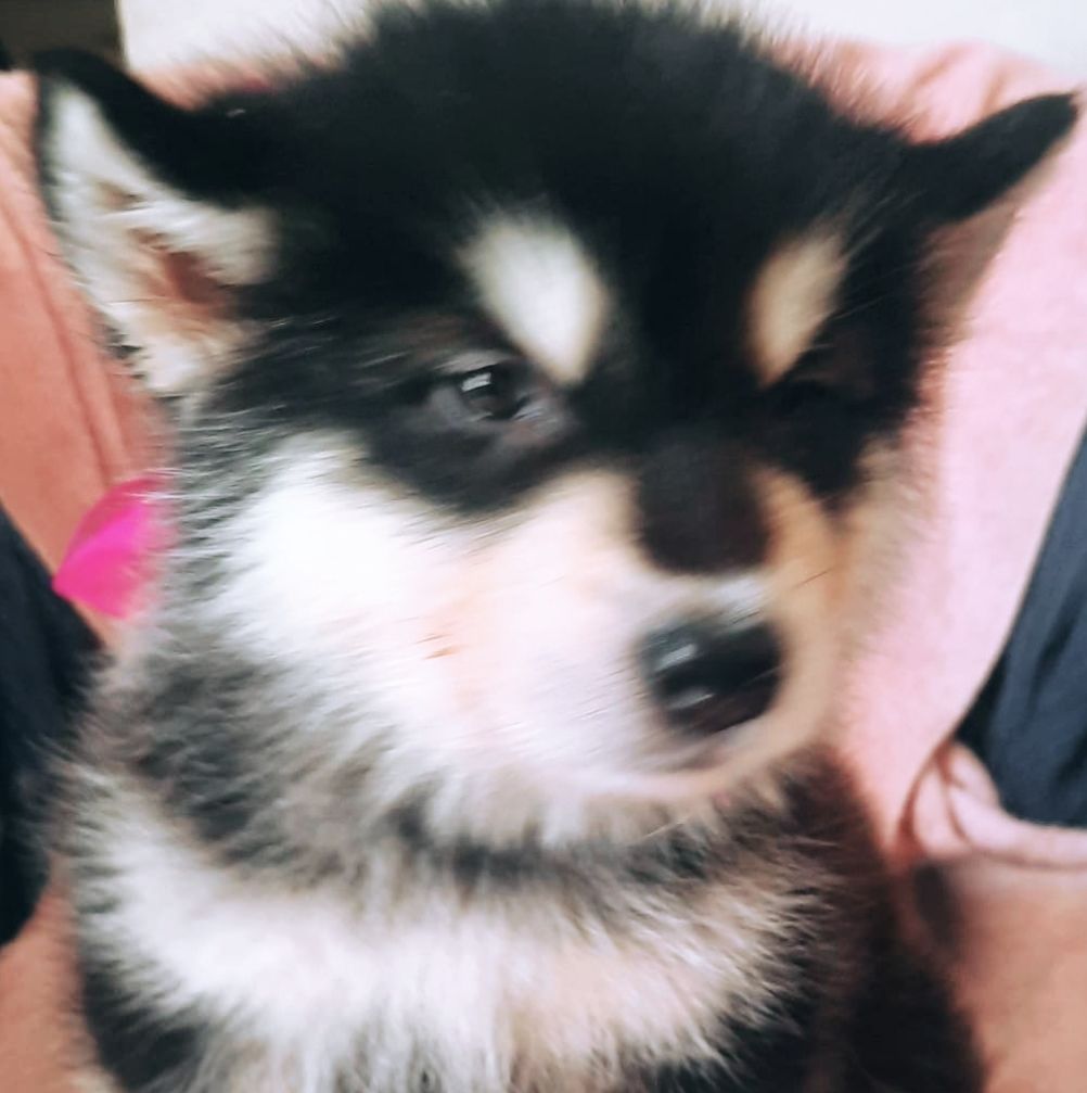 of the Nordic Dream - Chiots disponibles - Alaskan Malamute