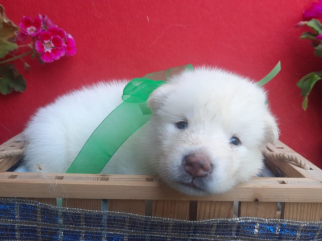 of the Nordic Dream - Chiots disponibles - Alaskan Malamute