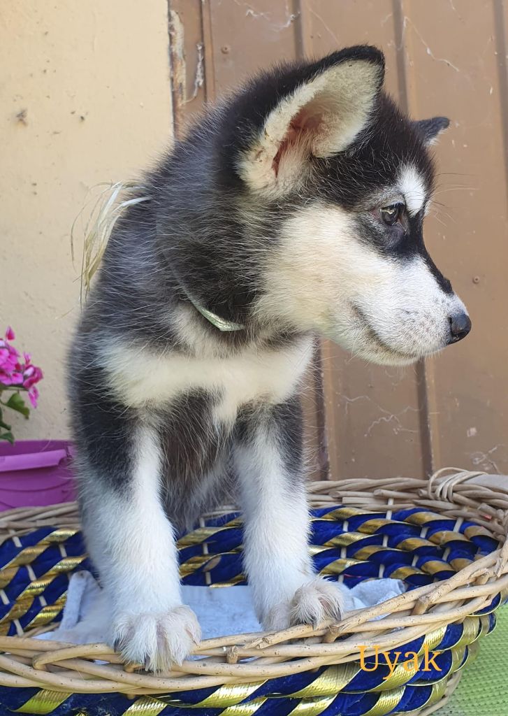 of the Nordic Dream - Chiots disponibles - Alaskan Malamute